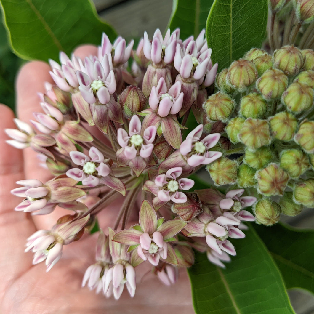 emerging pink blossoms of Common Milkweed (Asclepias syriaca)