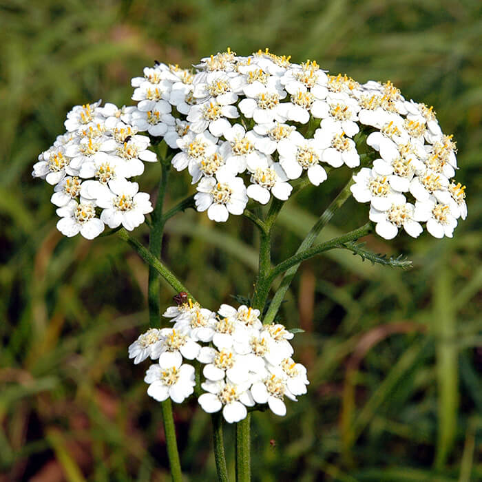 cluster of small white flowers with yellow centres of common yarrow (Achillea millefolium)