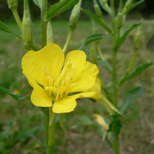 Load image into Gallery viewer, yellow blossom and tall stem of Evening Primrose, Oenothera biennis
