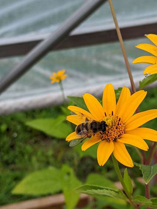 Happy Pollinator Week 2021!