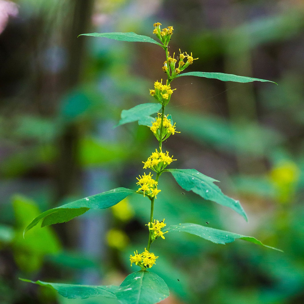 small yellow flowers and upper green leaves of bluestem goldenrod - photo credit Melissa McMasters