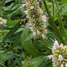 Load image into Gallery viewer, bumble bee visiting the pale pink blooms emerging from the flower spike of a purple giant hyssop, Agastache scrophulariifolia
