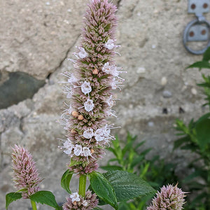 pale pink blooms emerging from the flower spike of a purple giant hyssop