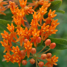 Load image into Gallery viewer, Close up of unique orange blooms of Butterfly milkweed, Asclepias tuberosa
