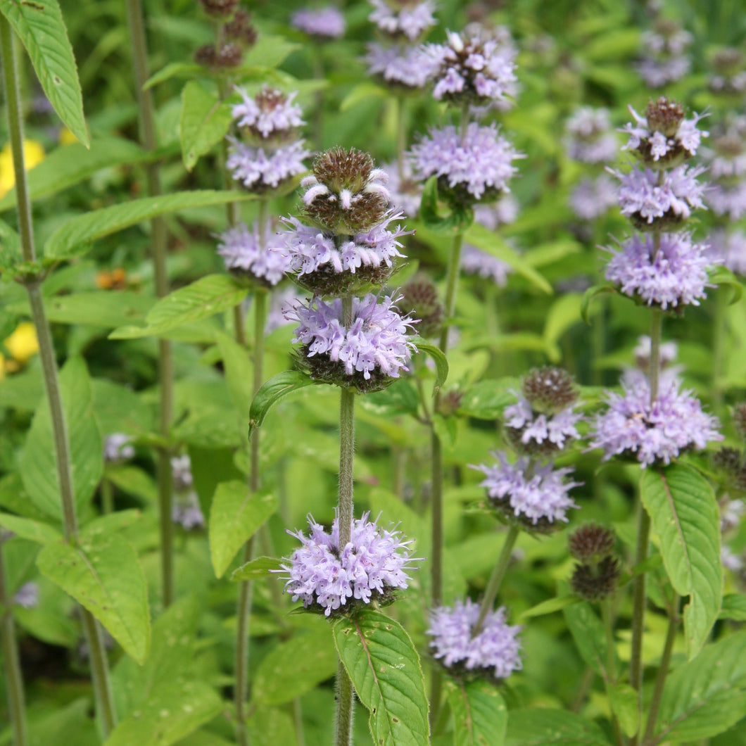 light purple, whorled blooms of downy mint Blephilia ciliata