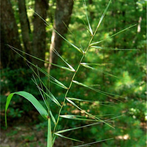Bottlebrush Grass (Elymus hystrix)