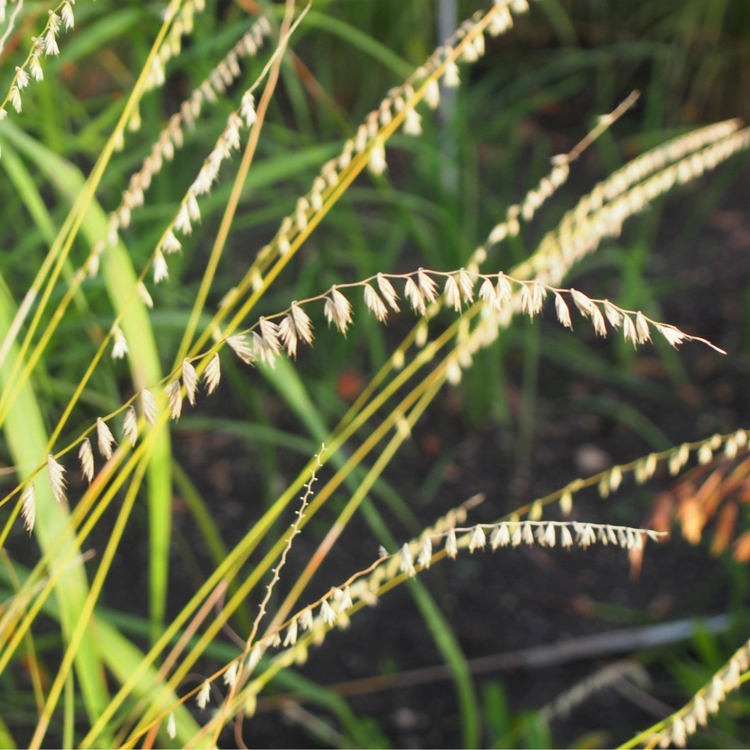 Side-oats grama grass with dry seed heads - photo by Agnieszka Kwiecień, license: CC-BY 3.0