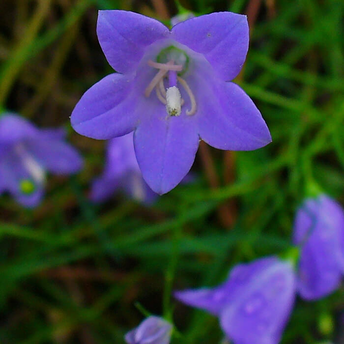 delicate purple-blue flowers of Harebell, Campanula rotundifolia