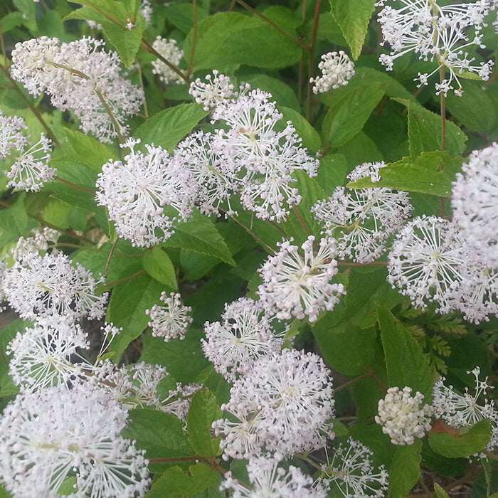 white, globe shaped flower clusters of New Jersey Tea shrub, Ceanothus americanus