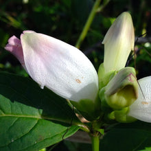 Load image into Gallery viewer, White and pink blooms of Turtlehead (chelone glabra) look like turtles with their heads peeking out from under their shells.
