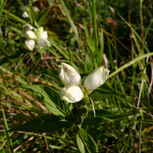 Load image into Gallery viewer, White turtle-shaped blooms of Turtlehead (Chelone glabra) growing at the edge of a river
