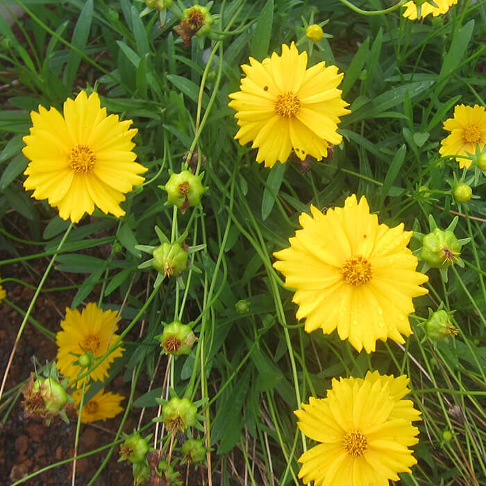 serrated yellow flower petals with yellow centres and lance shaped leaves of Lanceleaf Coreopsis, Coreopsis Lanceolata