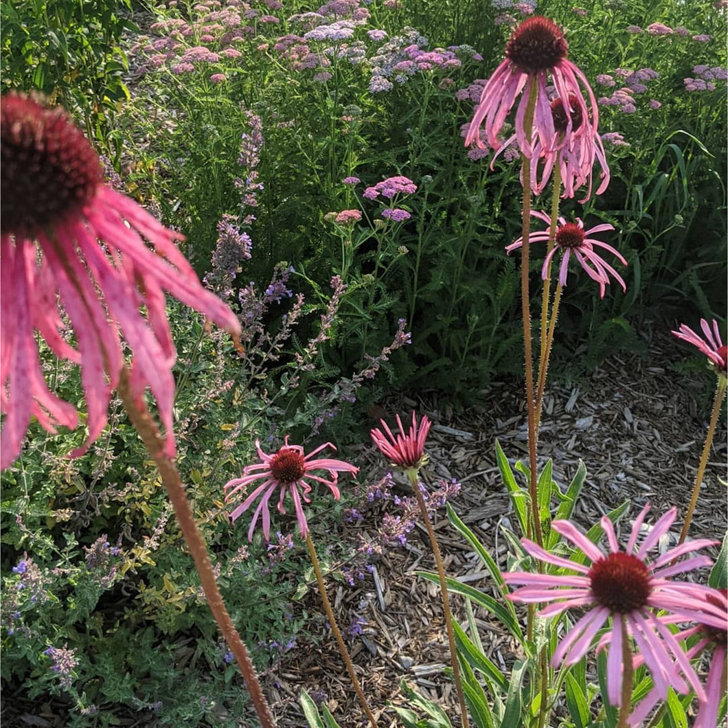 red flower heads and drooping pink petals of pale purple coneflower (Echinacea pallida)