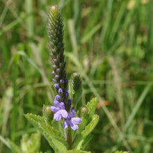 Load image into Gallery viewer, Hoary Vervain (Verbena stricta)
