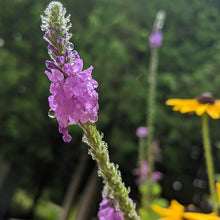 Load image into Gallery viewer, small purple flowers on a flower spike of Hoary Vervain, Verbena stricta, with black eyed susans in the background
