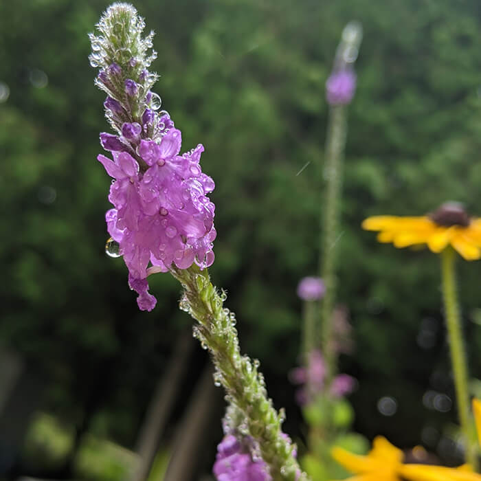 small purple flowers on a flower spike of Hoary Vervain, Verbena stricta, with black eyed susans in the background