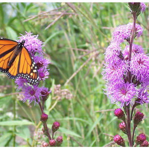 monarch butterfly visiting the unique purple blooms of Rough blazing star, Liatris aspera