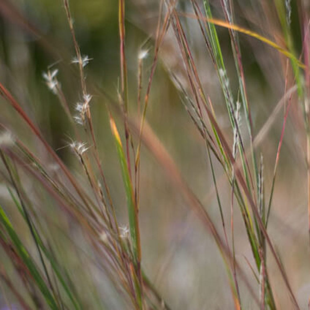 close up of delicate seed heads and purple fall stems of Little Bluestem grass, Schizachyrium scoparium