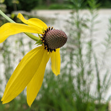 Load image into Gallery viewer, unique flower heads of yellow or gray-headed coneflower, Ratibida pinnata with draping yellow petals and grey / brown centres
