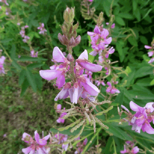 pink pea-like flowers above green seed pods of legume showy tick trefoil