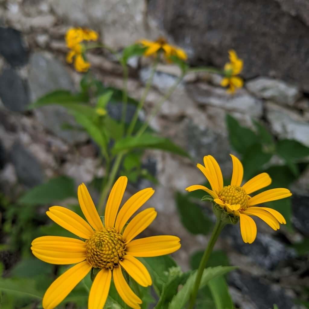 medium sized sunflower-like blooms of Smooth Oxeye, Heliopsis helianthoides