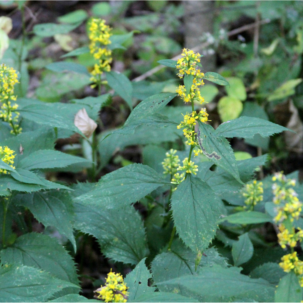 delicate yellow blooms and broad leaves of zigzag goldenrod, Solidago flexicaulis