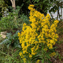 Load image into Gallery viewer, yellow bloom cluster of showy goldenrod, Solidago speciosa
