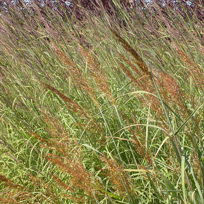 tan coloured seed heads of swaying false sorgum grasses, Sorghastrum nutans