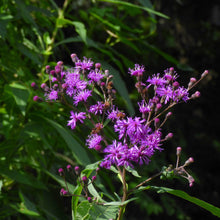 Load image into Gallery viewer, Giant Ironweed (Vernonia gigantea)
