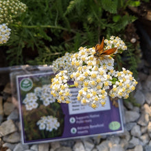 Load image into Gallery viewer, small skipper butterfly feeding on the tightly clustered white flowers of common yarrow in the Lacewing Plants shop at Sideroad Farm
