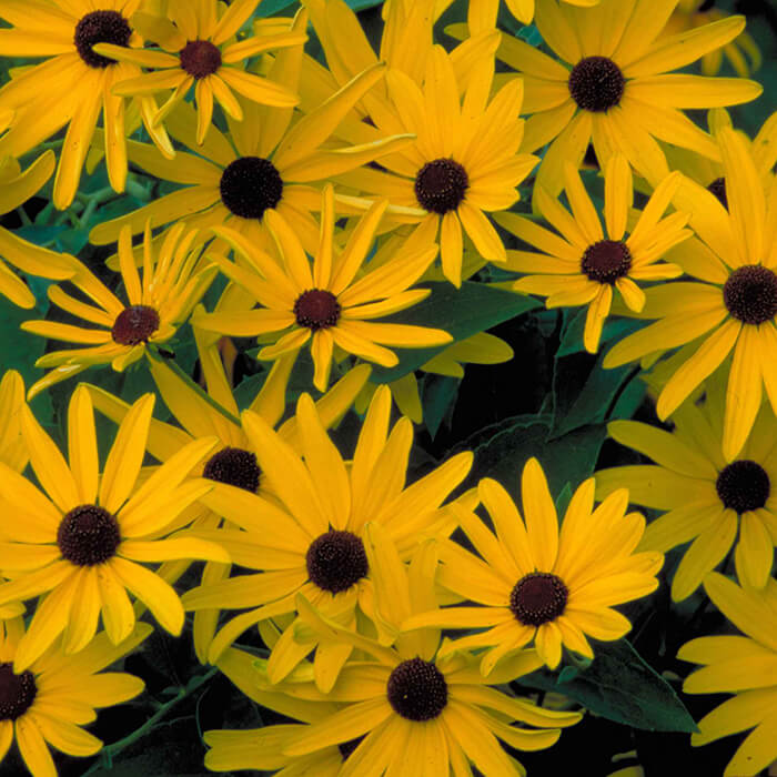 Ontario native plant black-eyed susan, Rudbeckia hirta,daisy-like flowers with yellow petals and brown centres