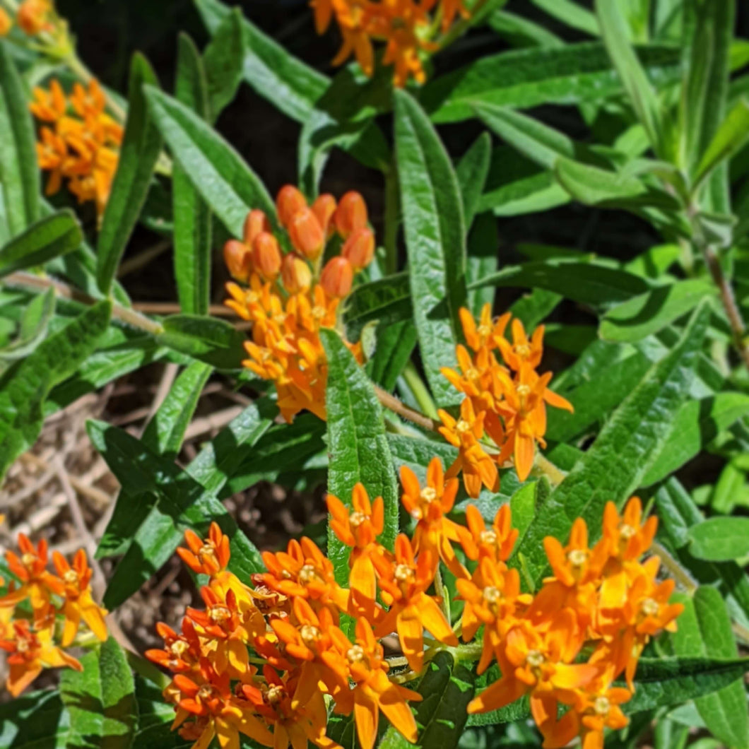 Butterfly milkweed, Ascliepias tuberosa in bloom with unique orange flowers